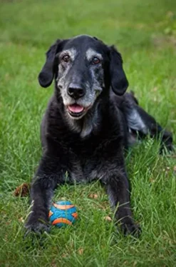 Chuck It Piłka Ultra Squeaker Ball dla psa rozm. L nr kat. 52069 WYPRZEDAŻ