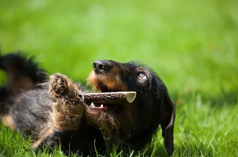 4 Dogs Original Gryzak z poroża jelenia Easy dla psa rozm. L