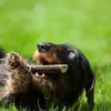 4 Dogs Original Gryzak z poroża jelenia Hard dla psa rozm. L