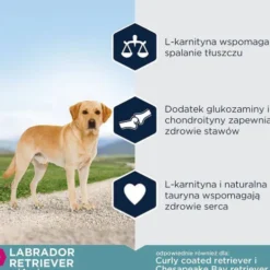 Eukanuba Adult Labrador Sucha Karma dla psa op. 2x12kg MEGA-PAK