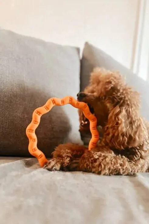 Fiboo Fringoo Ring dla psa kolor różowy śr. 18cm