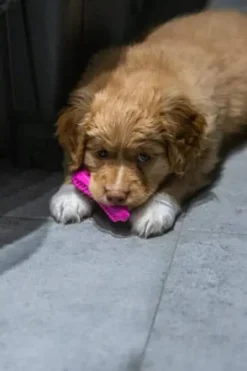 Fiboo Gryzak Fiboone BIG Puppy dla szczeniaka dł. 14cm kolor niebieski