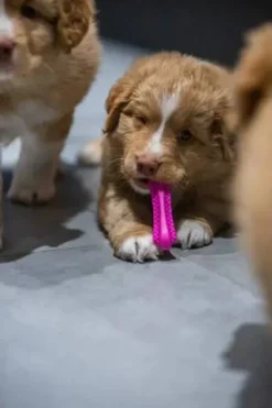 Fiboo Gryzak Fiboone Puppy dla szczeniaka dł. 9cm kolor różowy