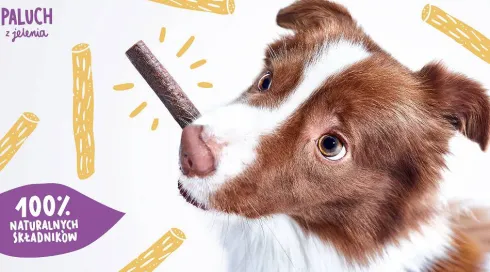John Dog Premium Przysmak Paluchy z jelenia dla psa op. 7szt.