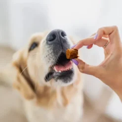 Perro BON BON Królik siła czystka Przysmaki dla psa op. 80g