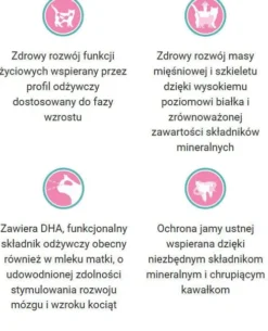 Purina ONE Cat Junior z Kurczakiem Sucha Karma dla kociąt op. 800g