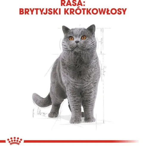 Royal Canin Adult British Shorthair Sucha Karma dla kota op. 2kg WYPRZEDAŻ