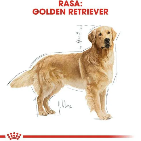 Royal Canin Adult Golden Retriever Sucha Karma dla psa op. 12kg