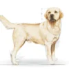 Royal Canin Adult Labrador Retriever Sucha Karma dla psa op. 12kg