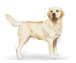 Royal Canin Adult Labrador Retriever Sucha Karma dla psa op. 12kg