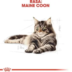Royal Canin Adult Maine Coon Sucha Karma dla kota op. 2kg