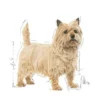 Royal Canin Adult Mini Light Weight Care Sucha Karma dla psa op. 3kg