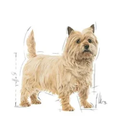 Royal Canin Adult Mini Light Weight Care Sucha Karma dla psa op. 3kg