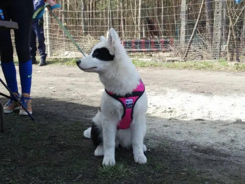 Sali Szelki H-Trek dla psa rozm. XL kolor czarny