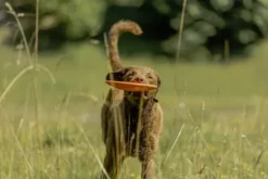Trixie Frisbee gumowe dla psa śr. 22cm mix kolorów nr kat. 33502