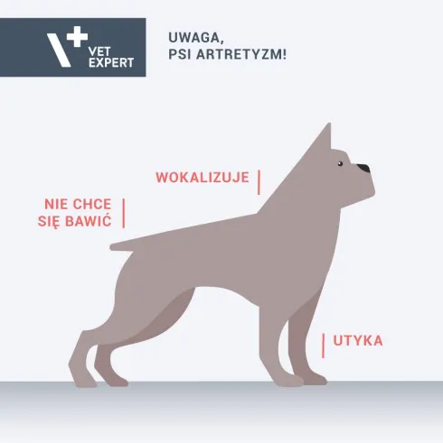 VetExpert Preparat na stawy ArthroVet COMPLEX dla psa i kota op. 90 tabletek